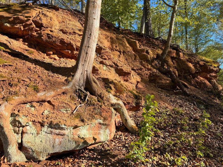 Roter Sandsteinaufschluss im Wald, darüber freigelegte Buchenwurzeln
