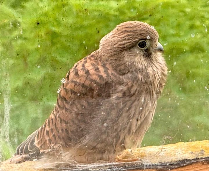 Junger Turmfalke im Profil, dicht hinter einer Fensterscheibe